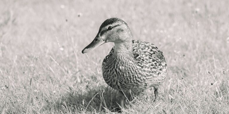 iNaturalist