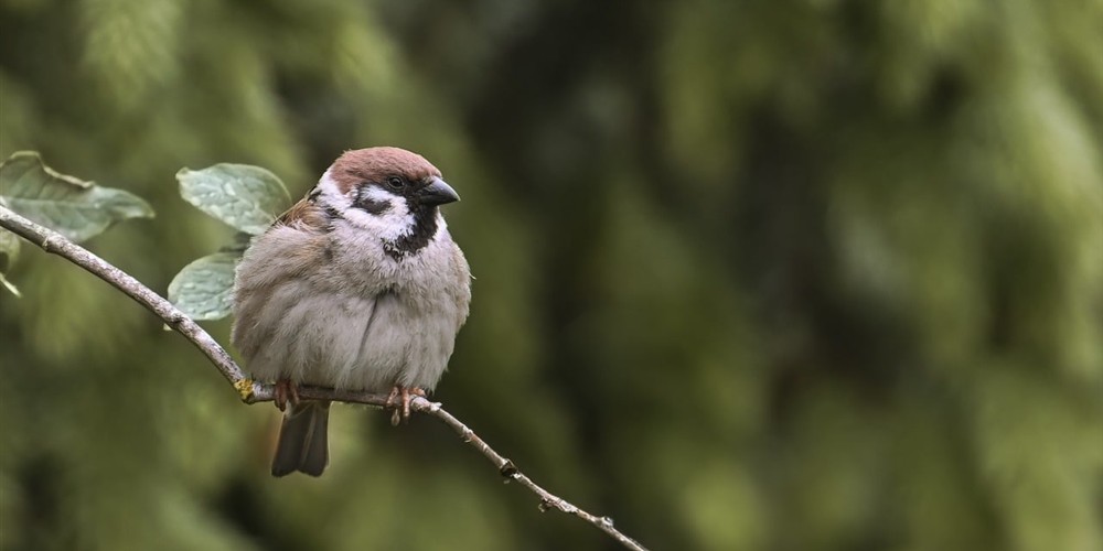 NABU Vogelstimmen