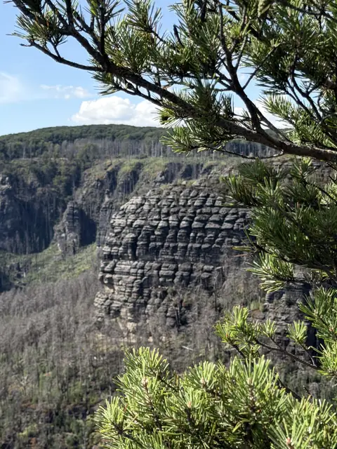 Kiefernzweig über der bewaldeten Schlucht – wasbraucheich.de
