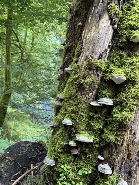 Baumpilze und Moos an einem Stamm in der Edmundsklamm – wasbraucheich.de