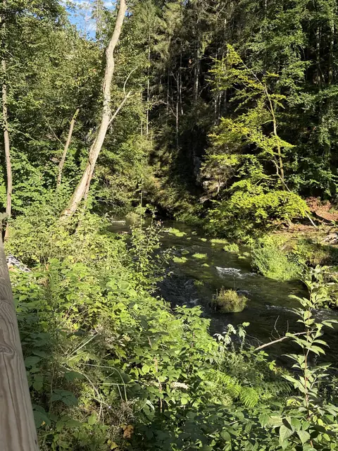 Uferweg am Wasser durch dichtes Grün – wasbraucheich.de