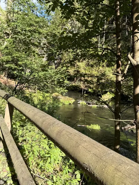 Ein umgestürzter Baum liegt über dem Wasser der Kamenice – wasbraucheich.de