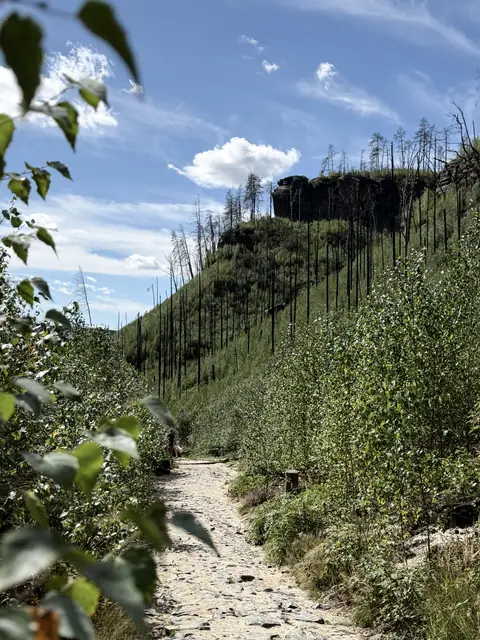 Wanderweg zum Prebischtor mit jungen Birken zwischen verbranntem Wald – wasbraucheich.de