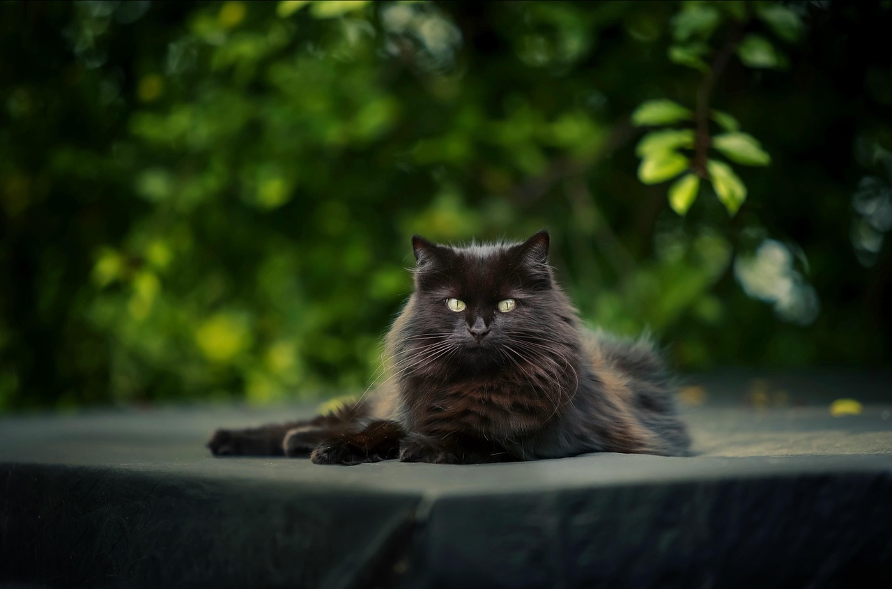 Katze