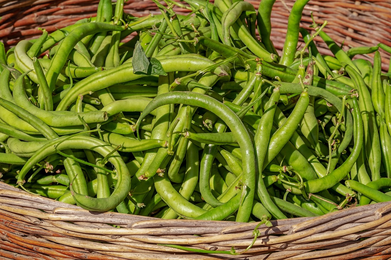Frische Bohnen vom Hof