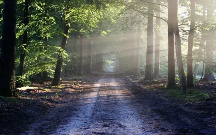 Waldweg im warmen Morgenlicht