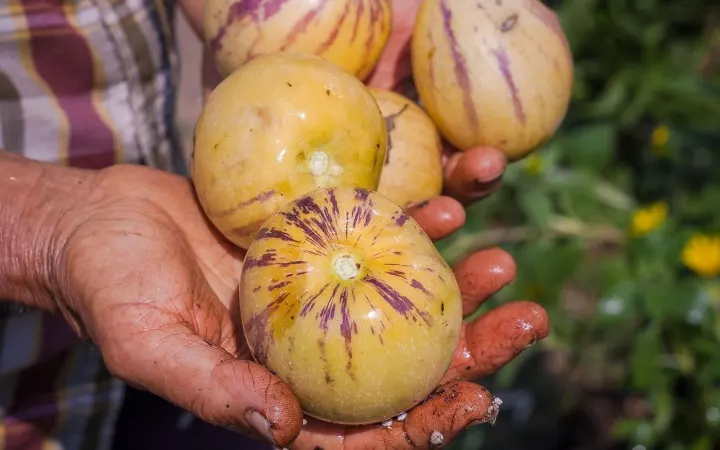 Hände halten frisch geerntete Früchte
