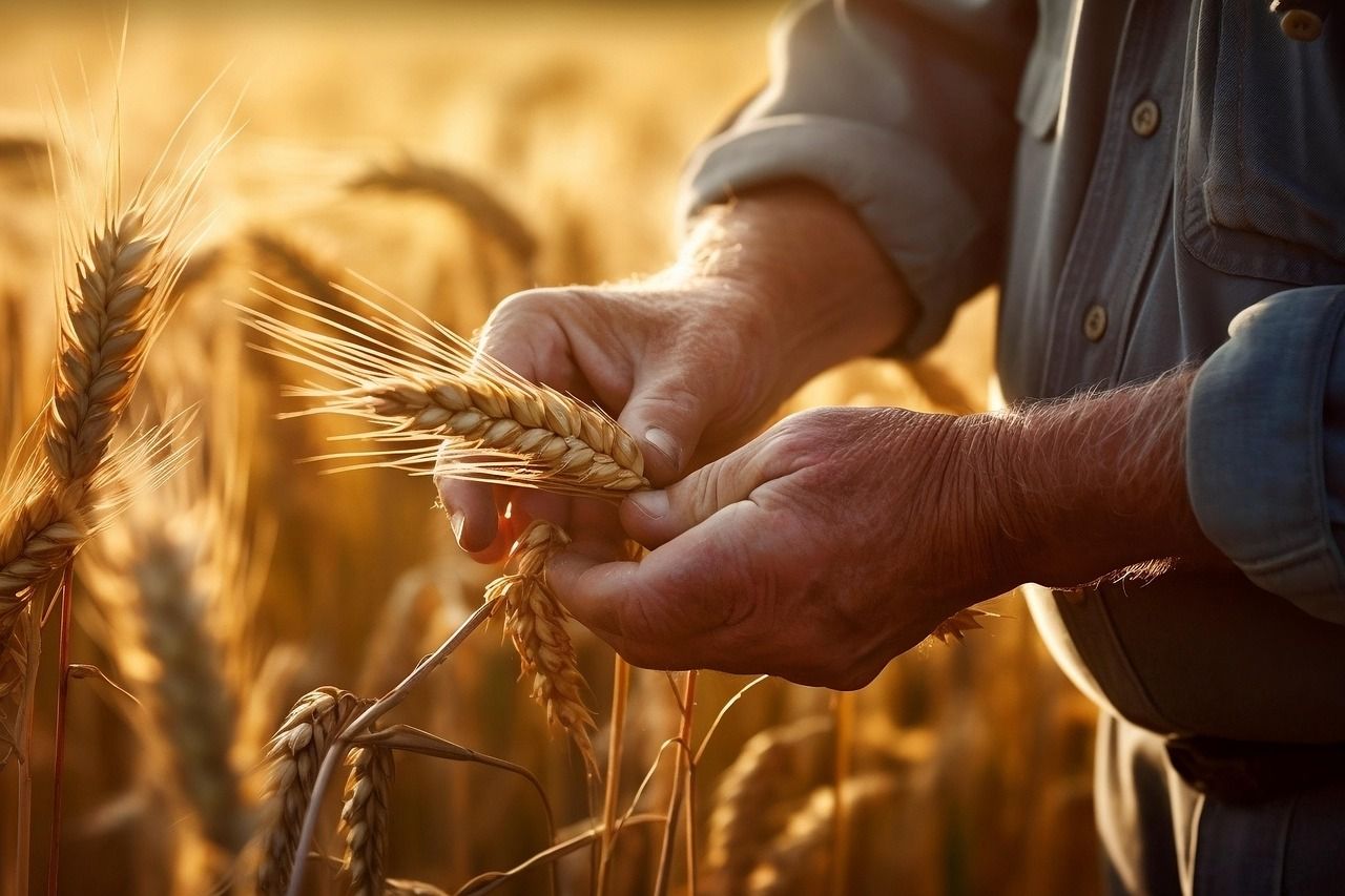 Bauernhand bei der Ernte — regional und handwerklich